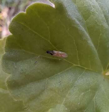 Image of Tupiocoris cucurbitaceus (Spinola 1852)