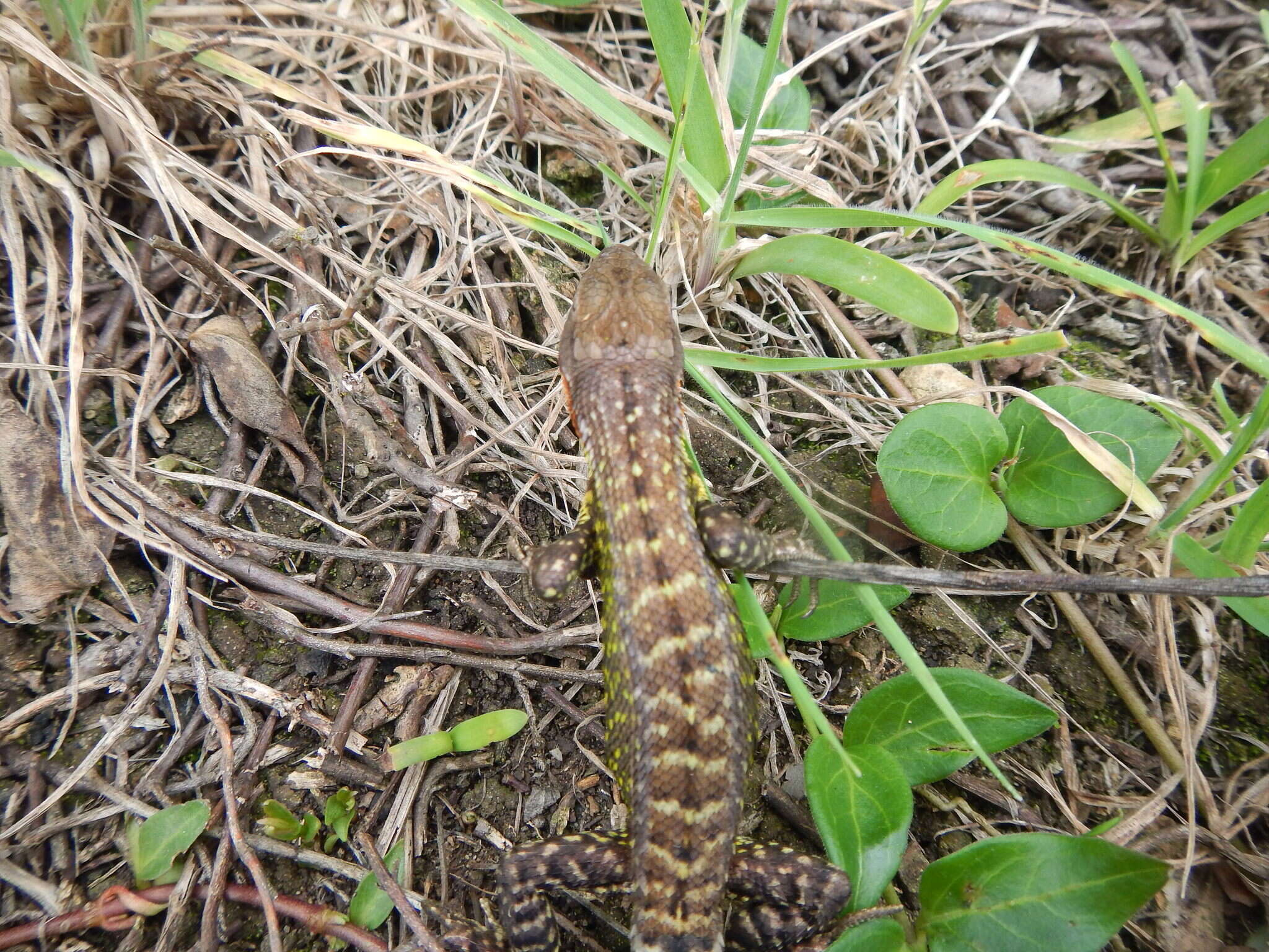 Слика од Stenocercus trachycephalus (Duméril 1851)