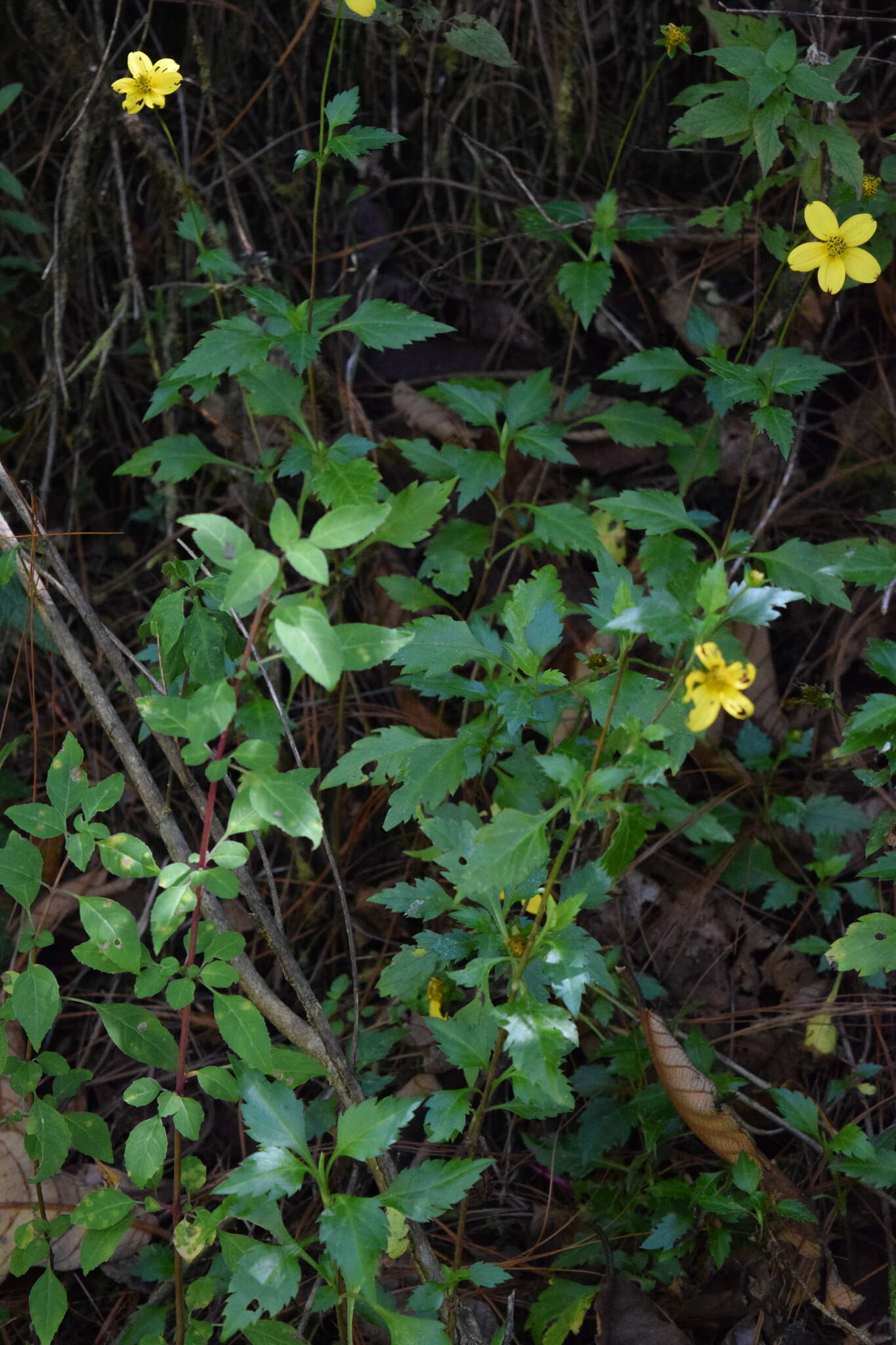 صورة Bidens ostruthioides (DC.) Sch. Bip.