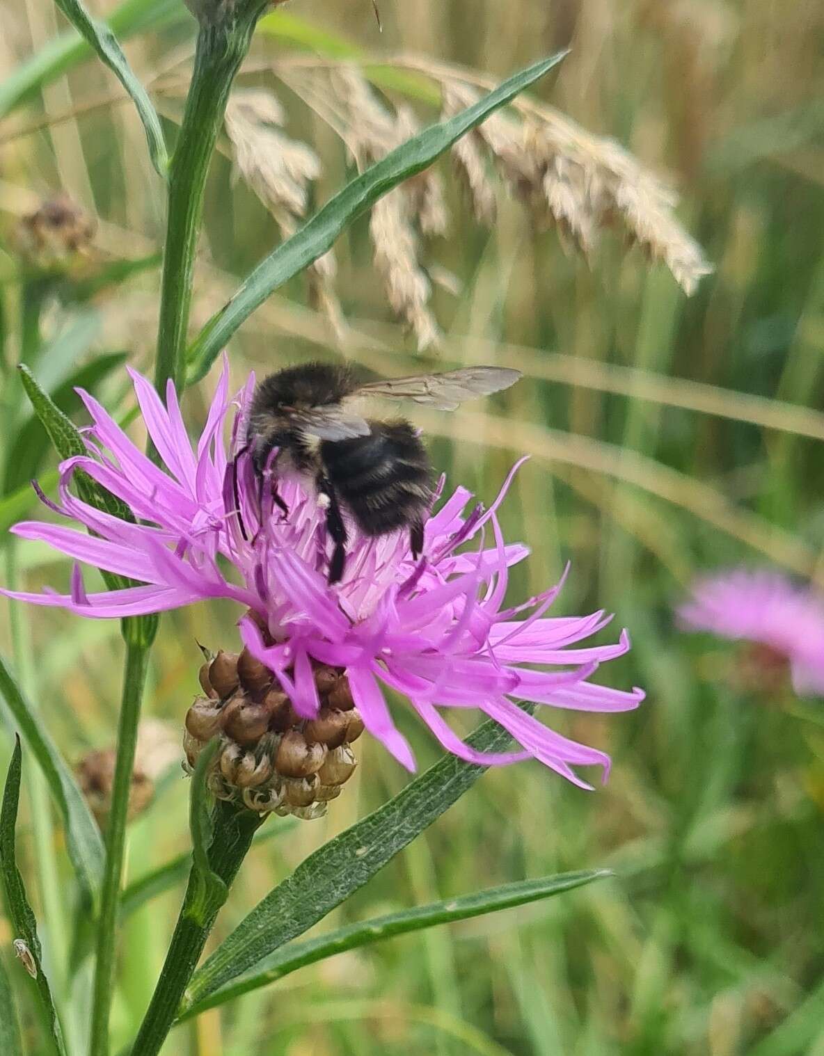 Image of <i>Bombus pascuorum mniorum</i> Fabricius 1776