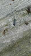 Image of capricorn beetle