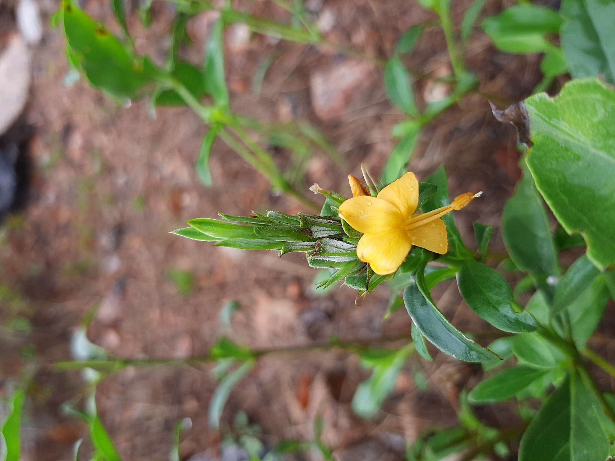 Imagem de Barleria senensis Klotzsch