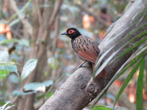 Image of Black-spotted Bare-eye