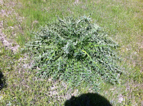 Image of Musk Thistle