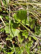 Image of Australian buttercup