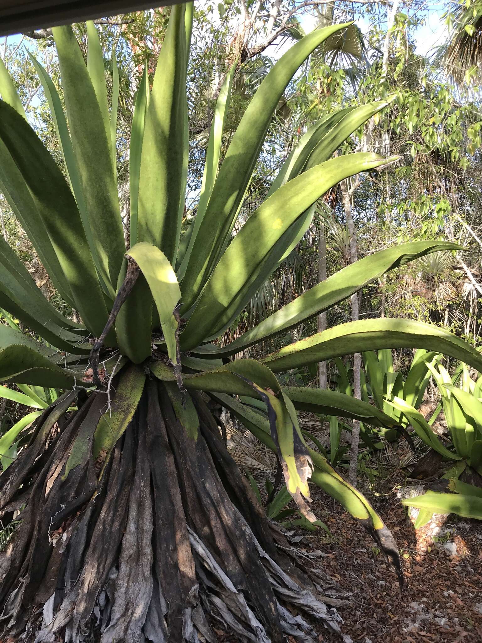 Image of Agave caymanensis Proctor