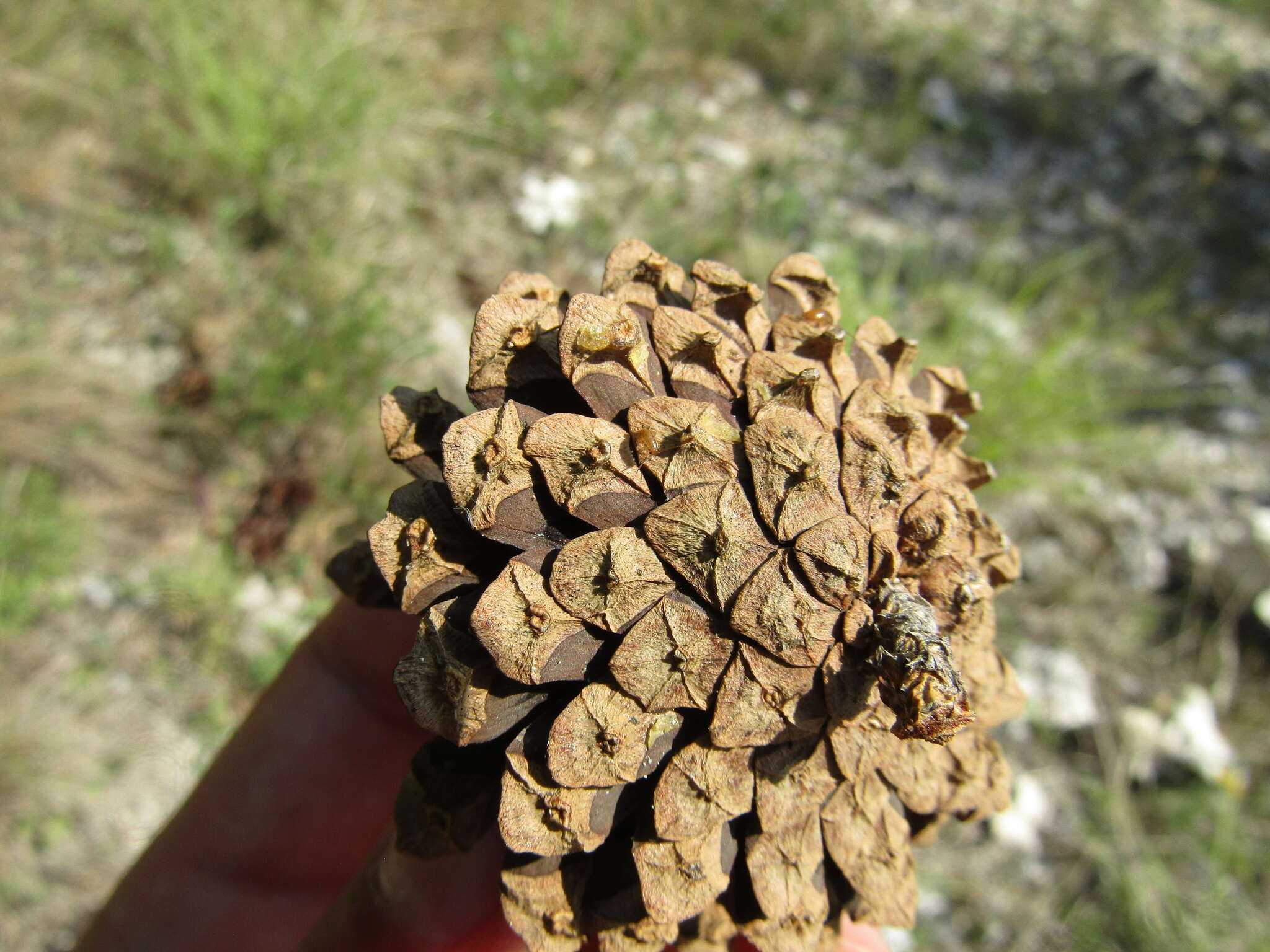 Image of Pinus nigra subsp. nigra