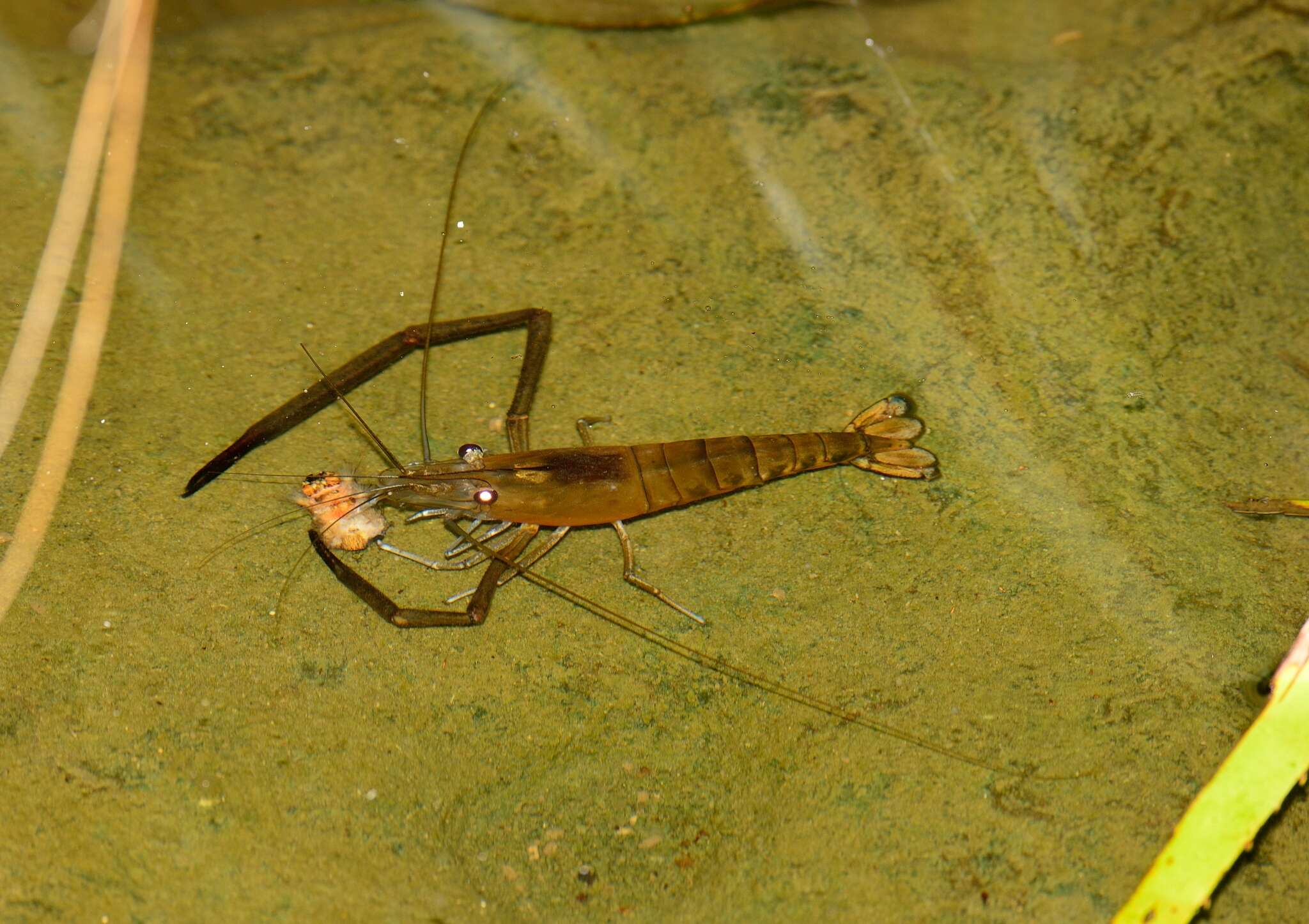 Image of Monkey river prawn