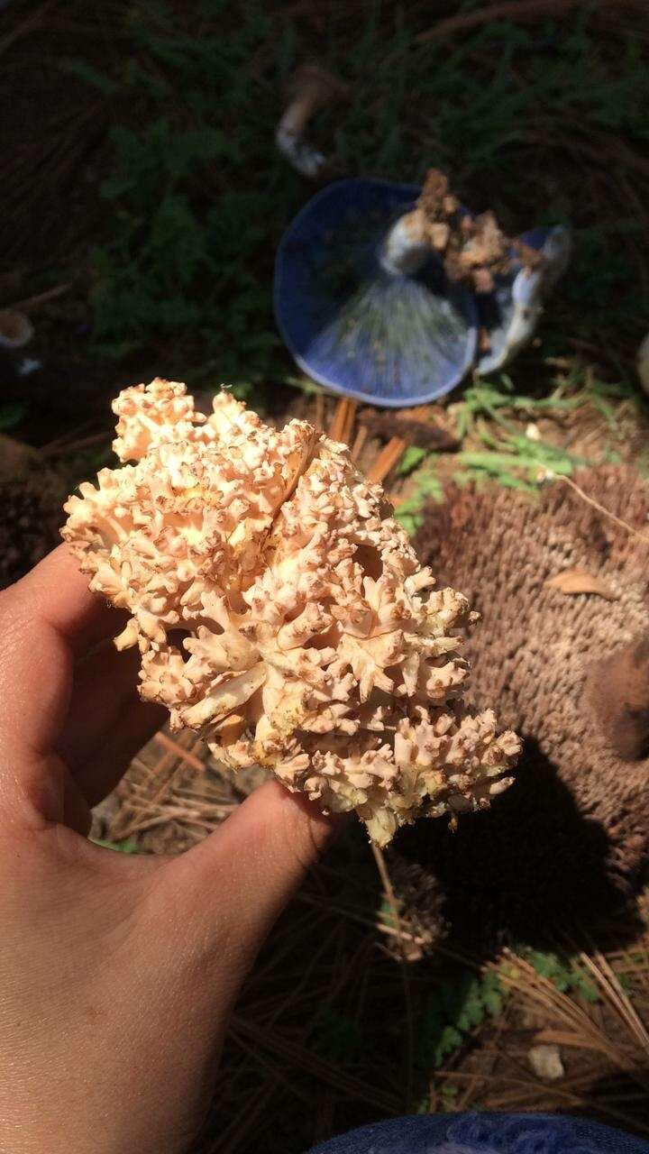 Image of Cauliflower coral