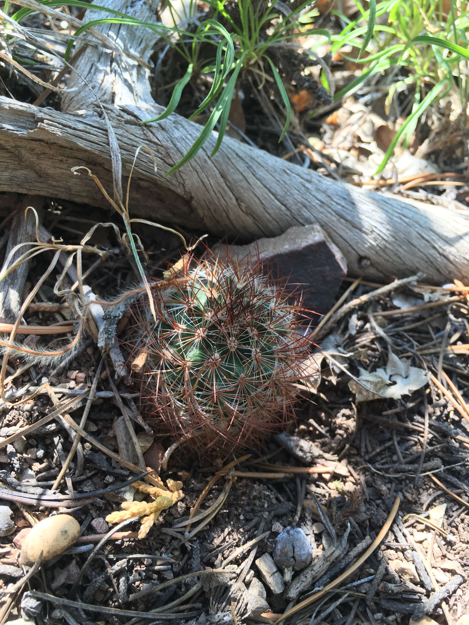 Image of mountain ball cactus