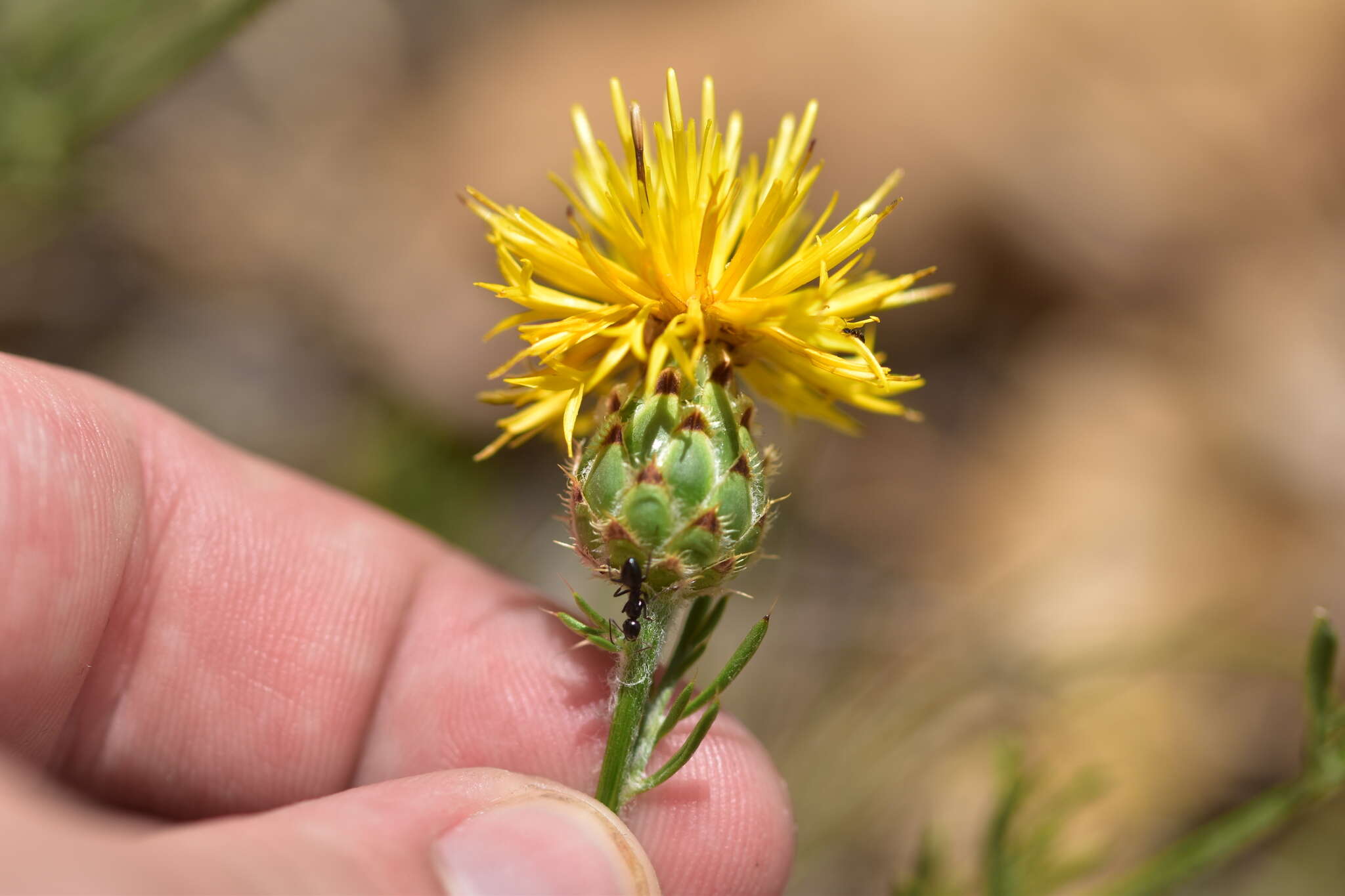 Image of Centaurea rupestris L.