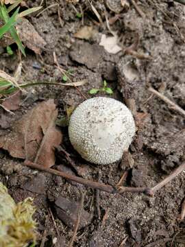 Image of Lycoperdon curtisii Berk. 1873