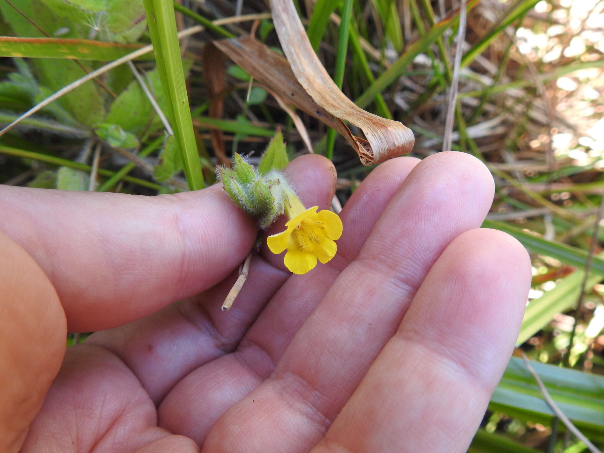 Image of muskflower