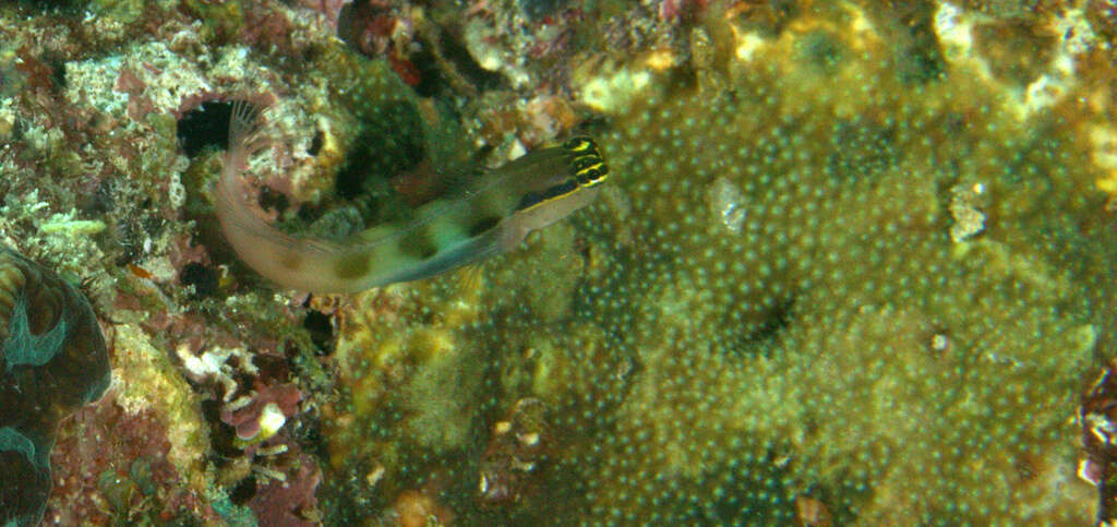 Image of Banda coralblenny