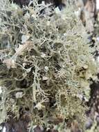 Image of American cartilage lichen