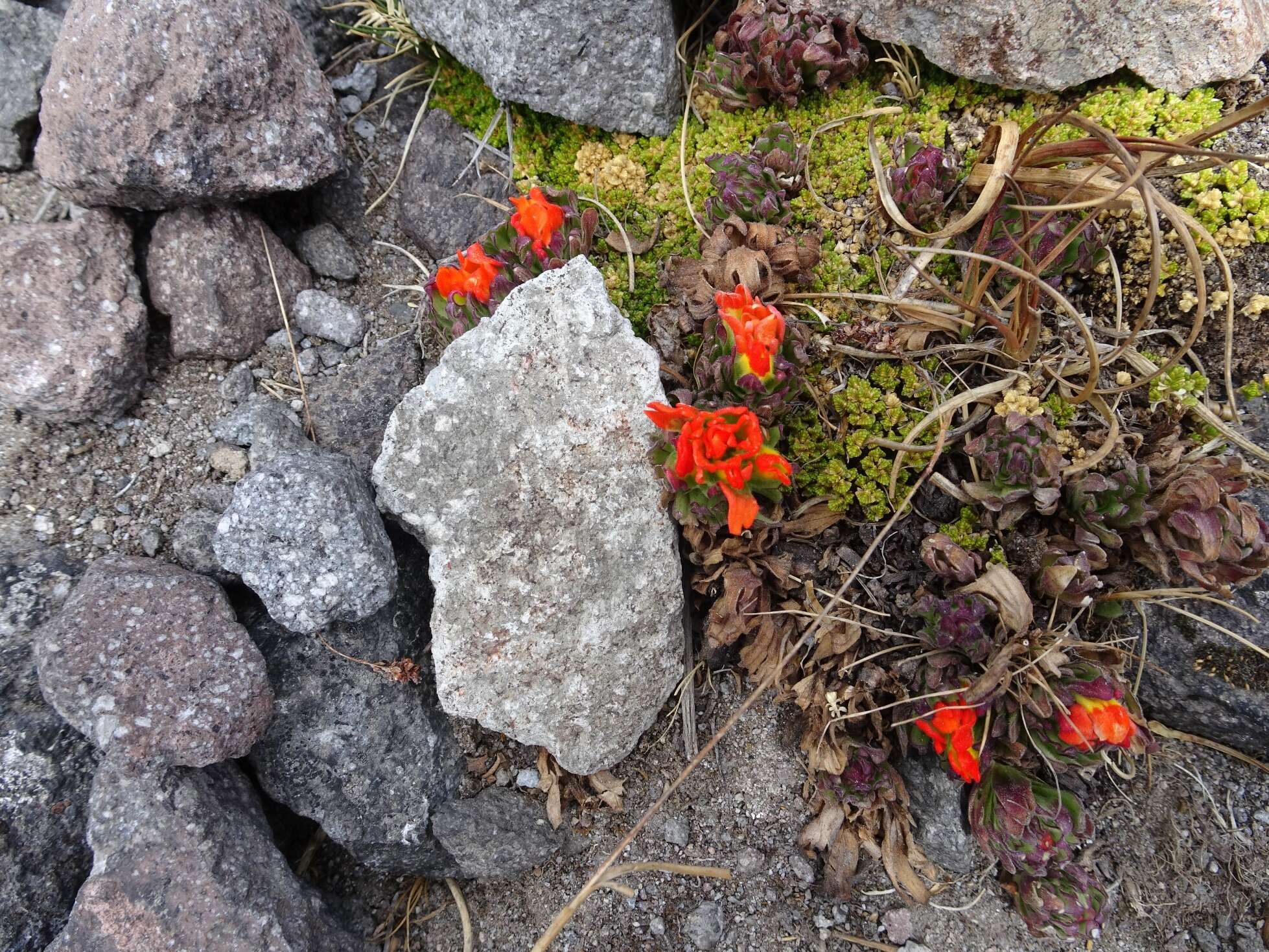 Plancia ëd Castilleja toluccensis Kunth