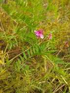 Imagem de Vicia megalotropis Ledeb.