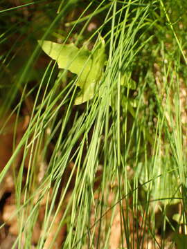 Image de Poa stiriaca Fritsch & Hayek