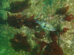 Image of Dusky sea-perch