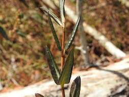 Image of bog laurel