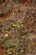 Image of Conyza stricta Willd.