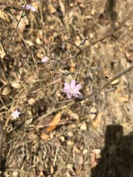 Sivun Stephanomeria exigua subsp. deanei (J. F. Macbr.) Gottlieb kuva