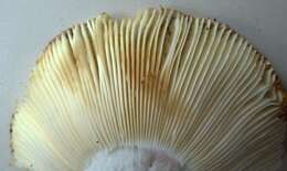 Image of Russula aucklandica McNabb 1973