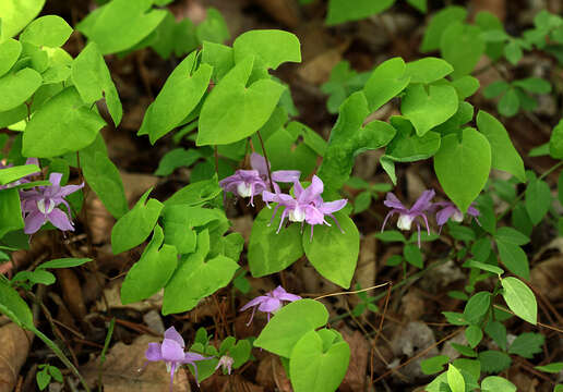 Image of Epimedium macrosepalum Stearn