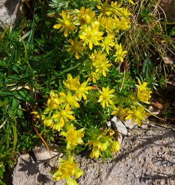 Image of Yellow (Mountain) Saxifrage