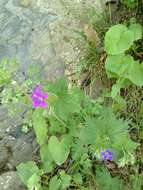 Image of Glandular Crane's-bill