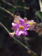 Слика од Acleisanthes chenopodioides (A. Gray) R. A. Levin