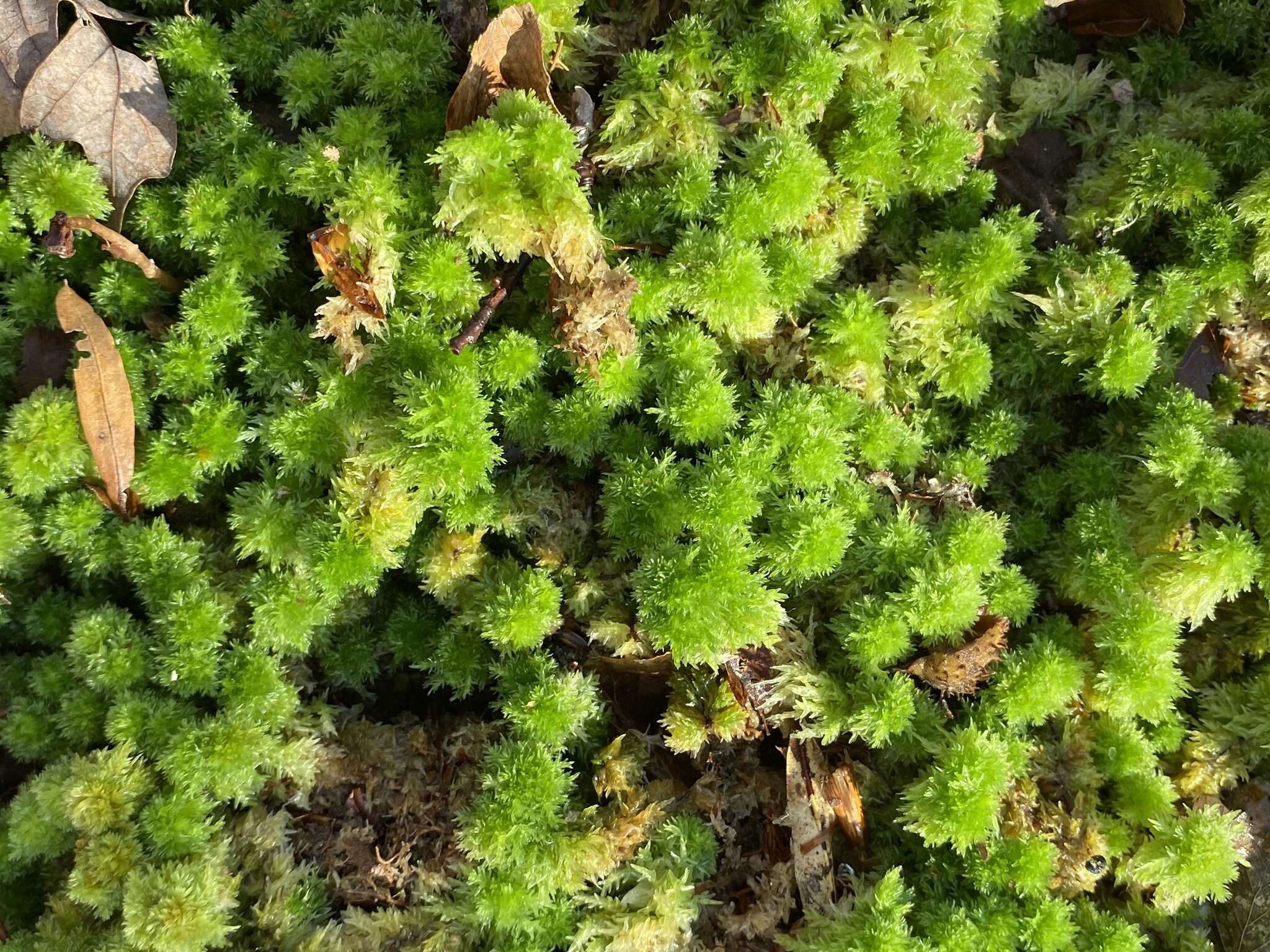 Image of pale bog-moss