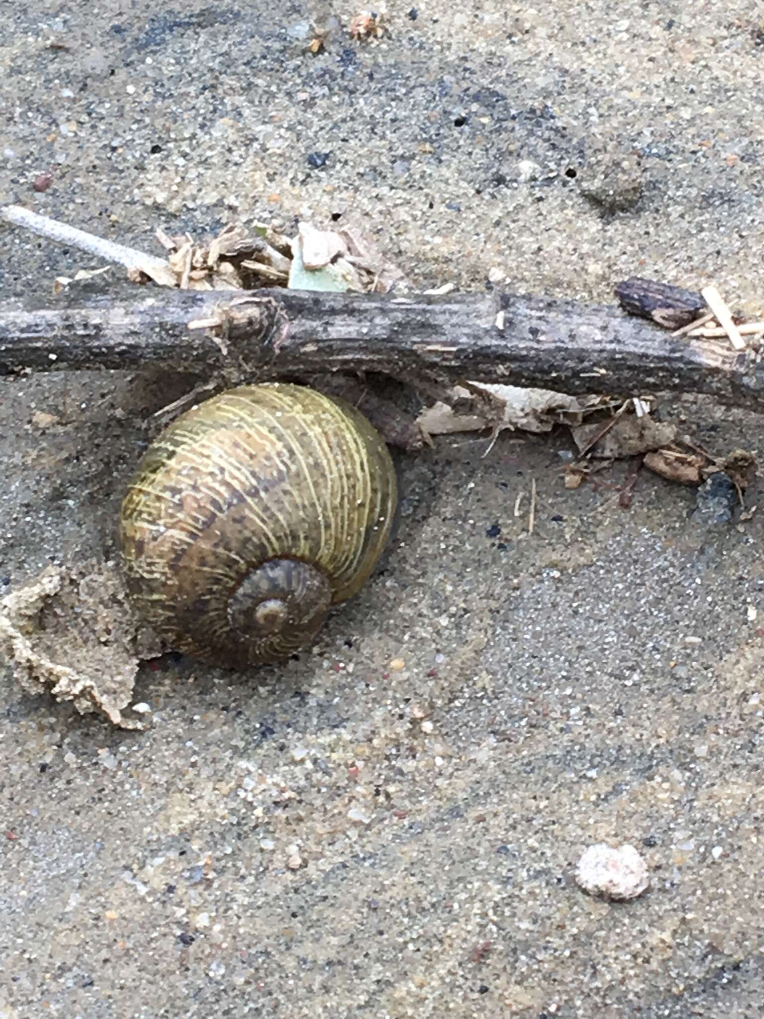 Image of Green Garden Snail