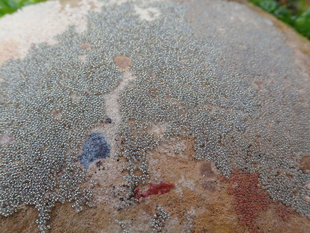 Image of Notchbrow blenny