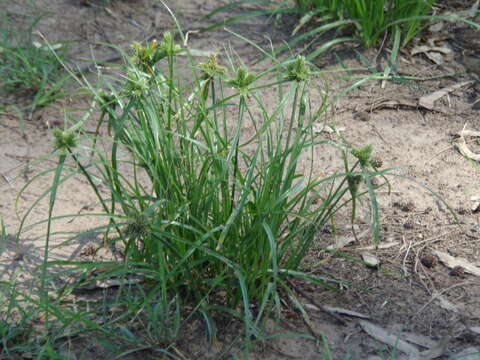 Слика од Cyperus aggregatus (Willd.) Endl.