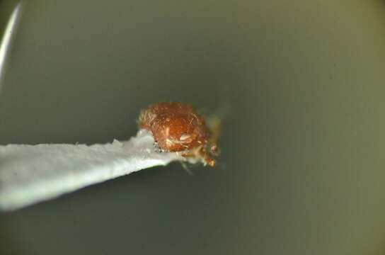 Imagem de <i>Pogonomyrmex hoelldobleri</i>