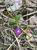 Image of Primula clusiana Tausch