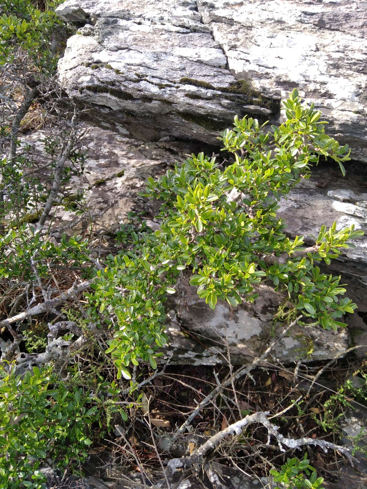 Image of Erythroxylum microphyllum A. St.-Hil.