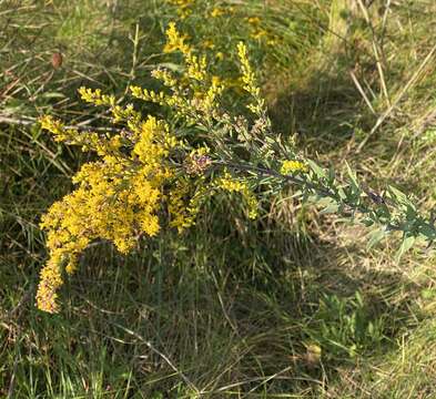 Image of Julia's goldenrod