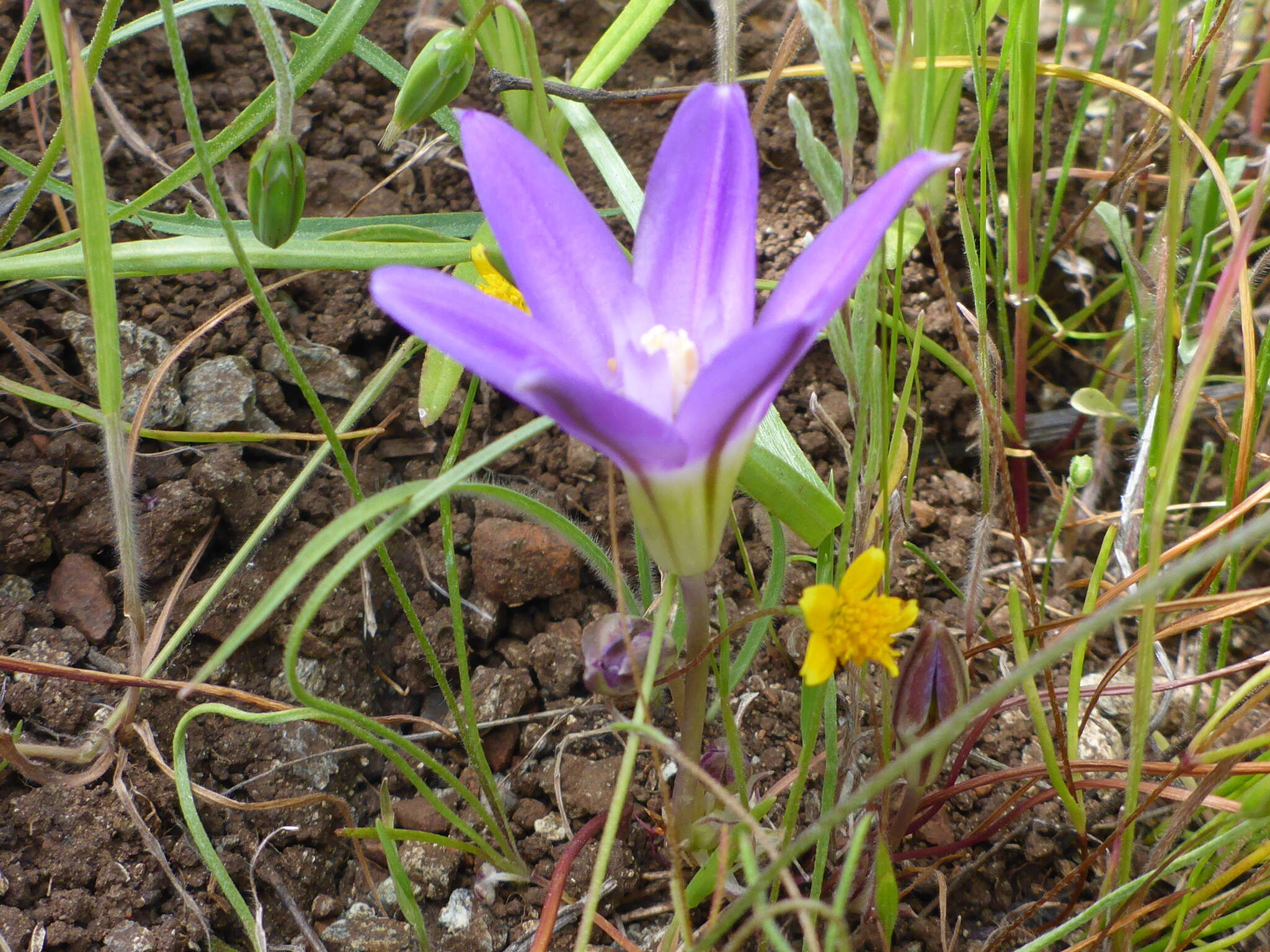 Image of dwarf brodiaea