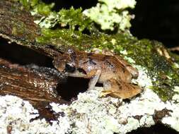 Image of Banded Robber Frog