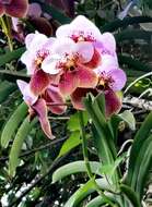 Plancia ëd Vanda sanderiana (Rchb. fil.) Rchb. fil.