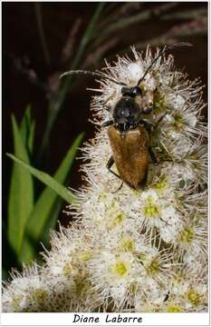 Image of Trigonarthris