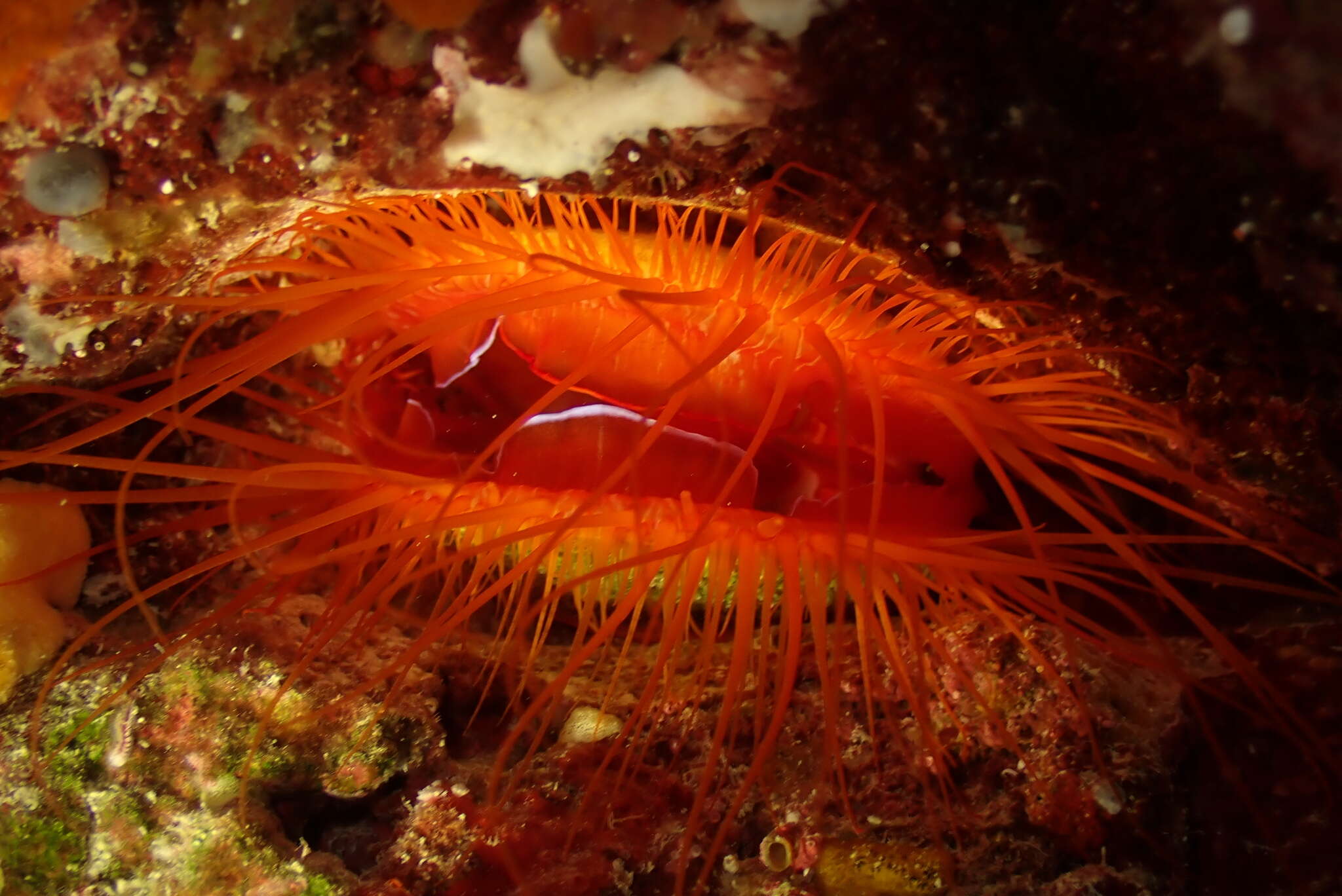 Image of Electric Flame Scallop