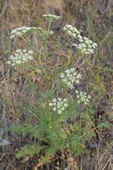 Image of Kitagawia baicalensis (Redow. ex Willd.) M. G. Pimenov
