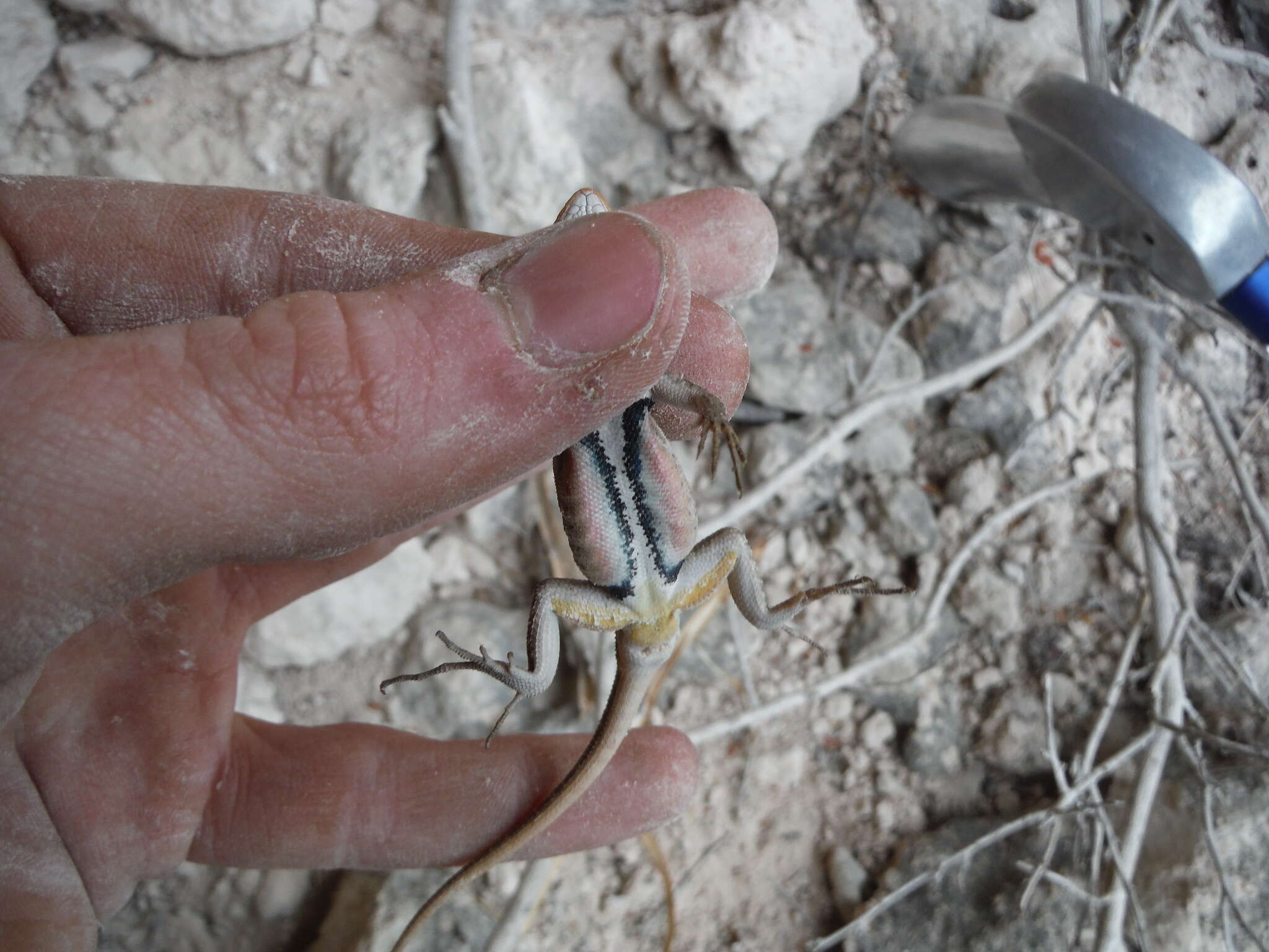 Image of Rose-bellied Lizard