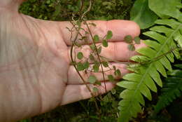 Image of Clematis foetida Raoul