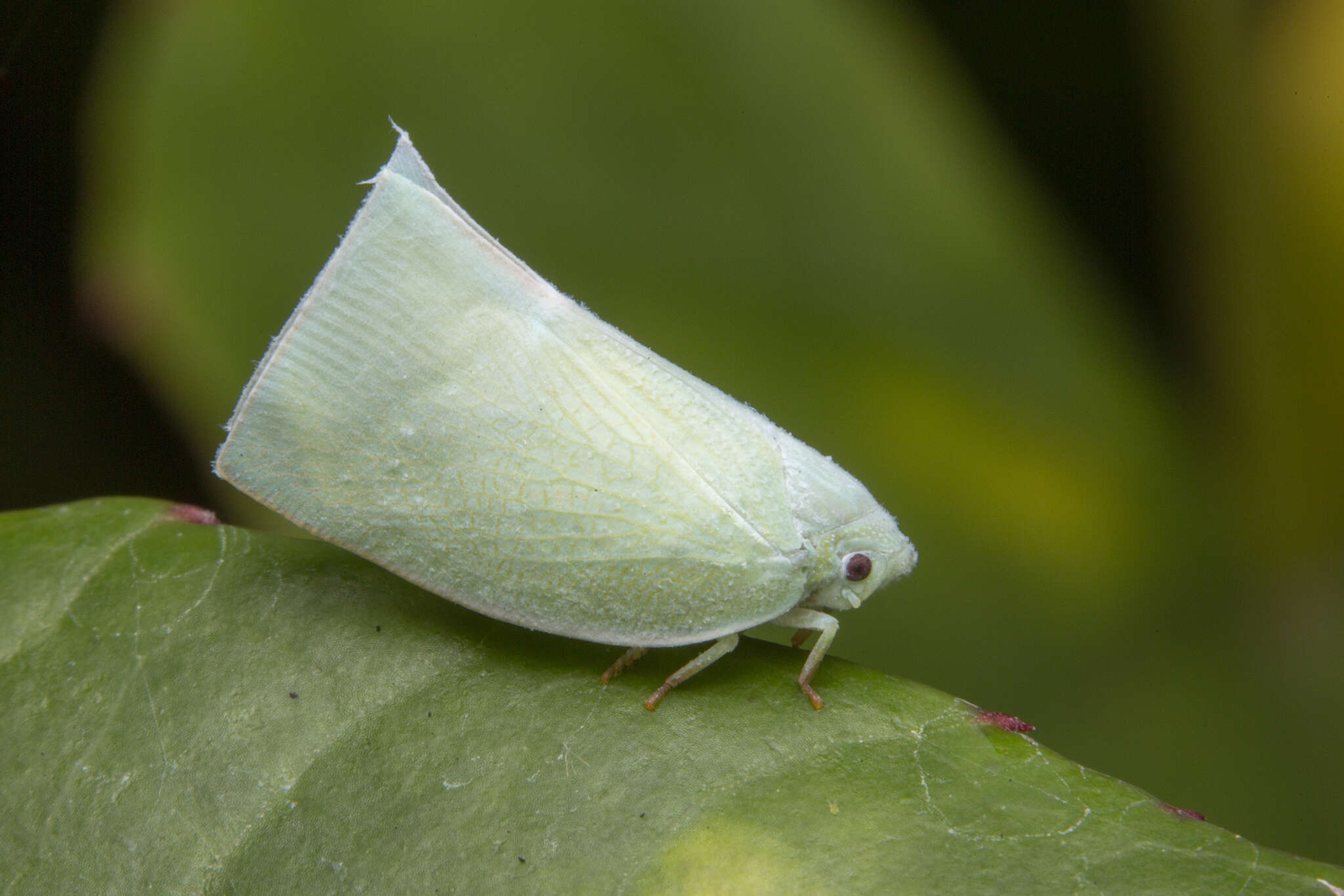 Image of Anaya luteimargo (Walker 1857)