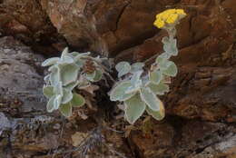 Image of Helichrysum homilochrysum S. Moore