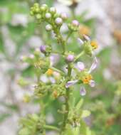 Sivun Adelphia hiraea (Gaertn.) W. R. Anderson kuva